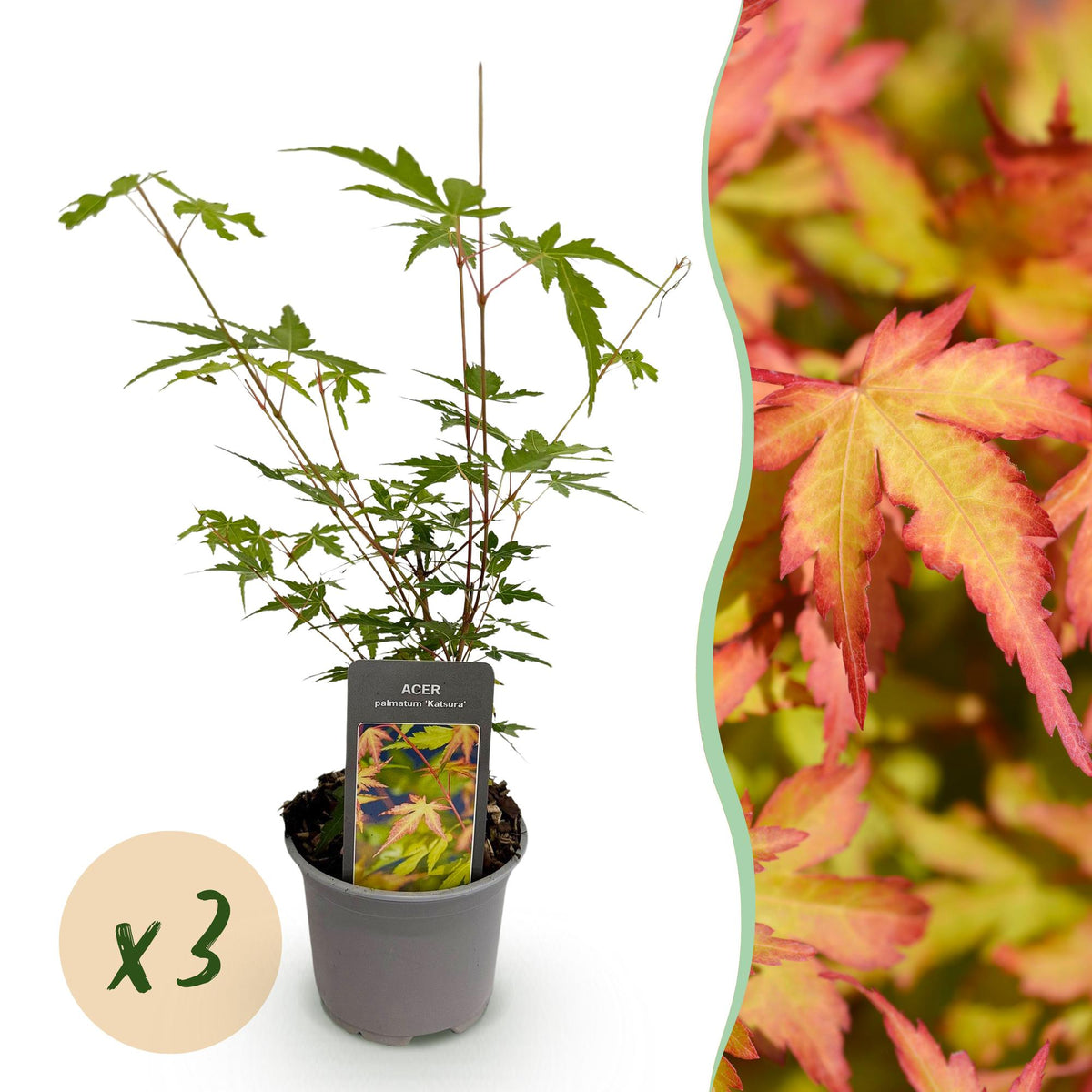 Tuinplant - Acer palmatum Sangokaku - 3 Planten - Weing Onderhoud - Forestbloom