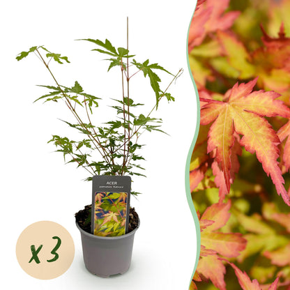 Tuinplant - Acer palmatum Sangokaku - 3 Planten - Weing Onderhoud - Forestbloom