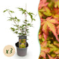 Tuinplant - Acer palmatum Sangokaku - 3 Planten - Weing Onderhoud - Forestbloom