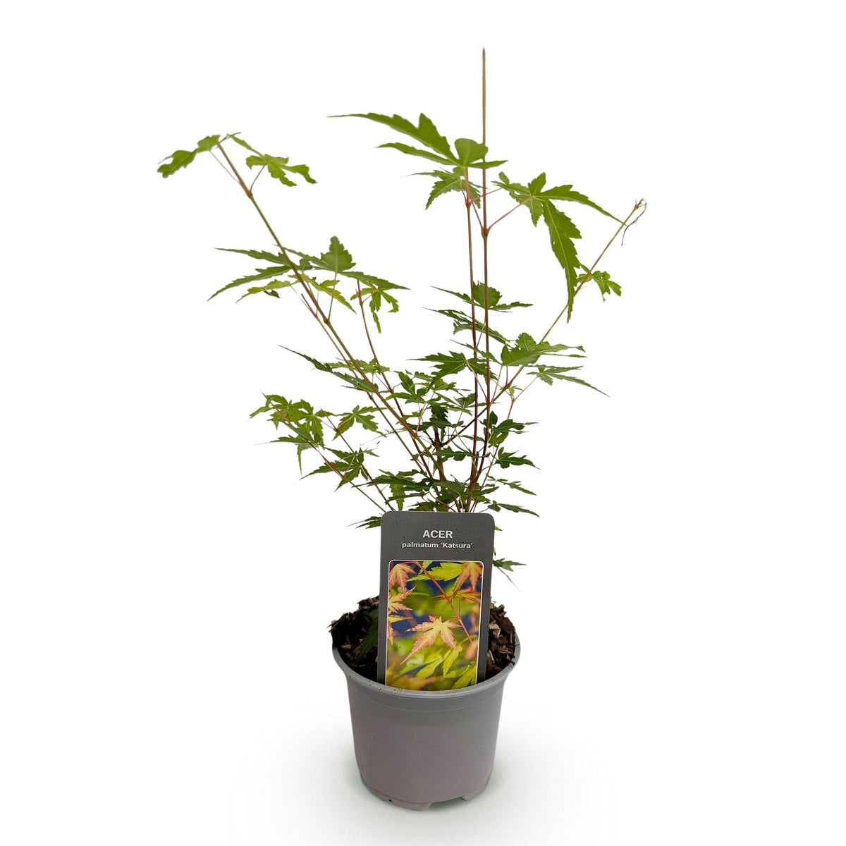 Tuinplant - Acer palmatum Sangokaku - Weing Onderhoud - Forestbloom