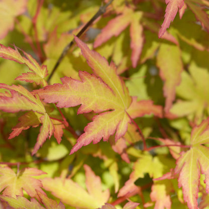 Tuinplant - Acer palmatum Sangokaku - Weing Onderhoud - Forestbloom