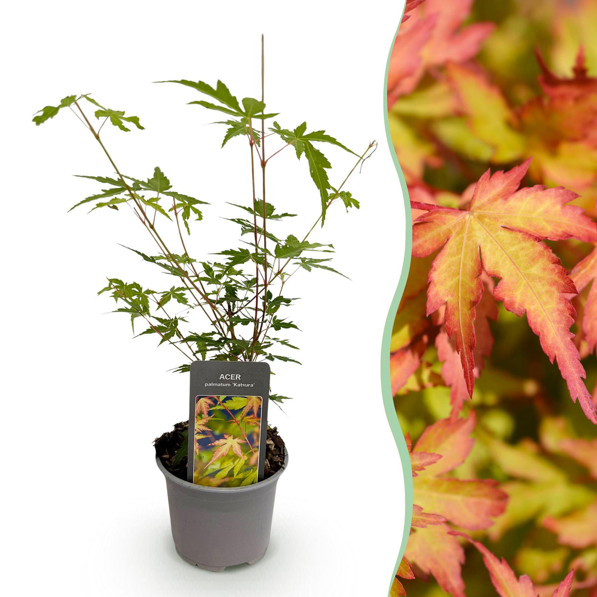 Tuinplant - Acer palmatum Sangokaku - Weing Onderhoud - Forestbloom
