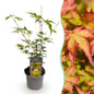 Tuinplant - Acer palmatum Sangokaku - Weing Onderhoud - Forestbloom