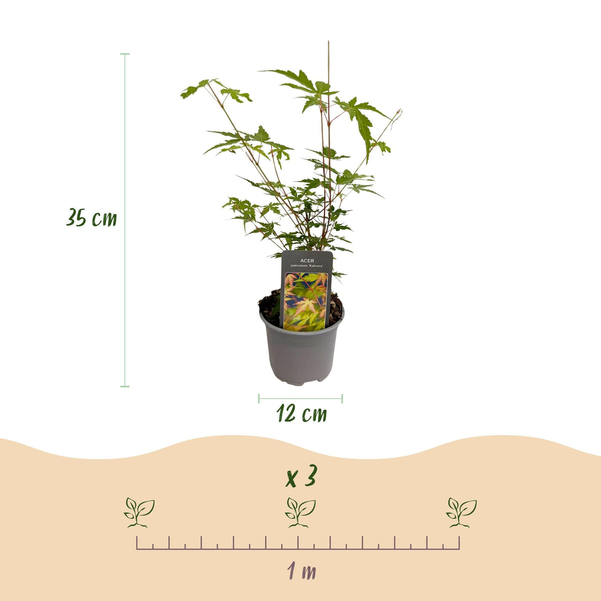 Tuinplant - Acer palmatum Sangokaku - Weing Onderhoud - Forestbloom