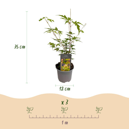 Tuinplant - Acer palmatum Sangokaku - Weing Onderhoud - Forestbloom
