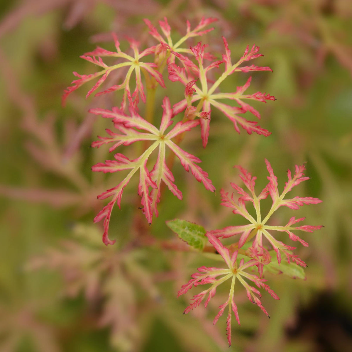 Tuinplant - Acer palmatum Seiryu - 3 Planten - Weinig Onderhoud - Forestbloom