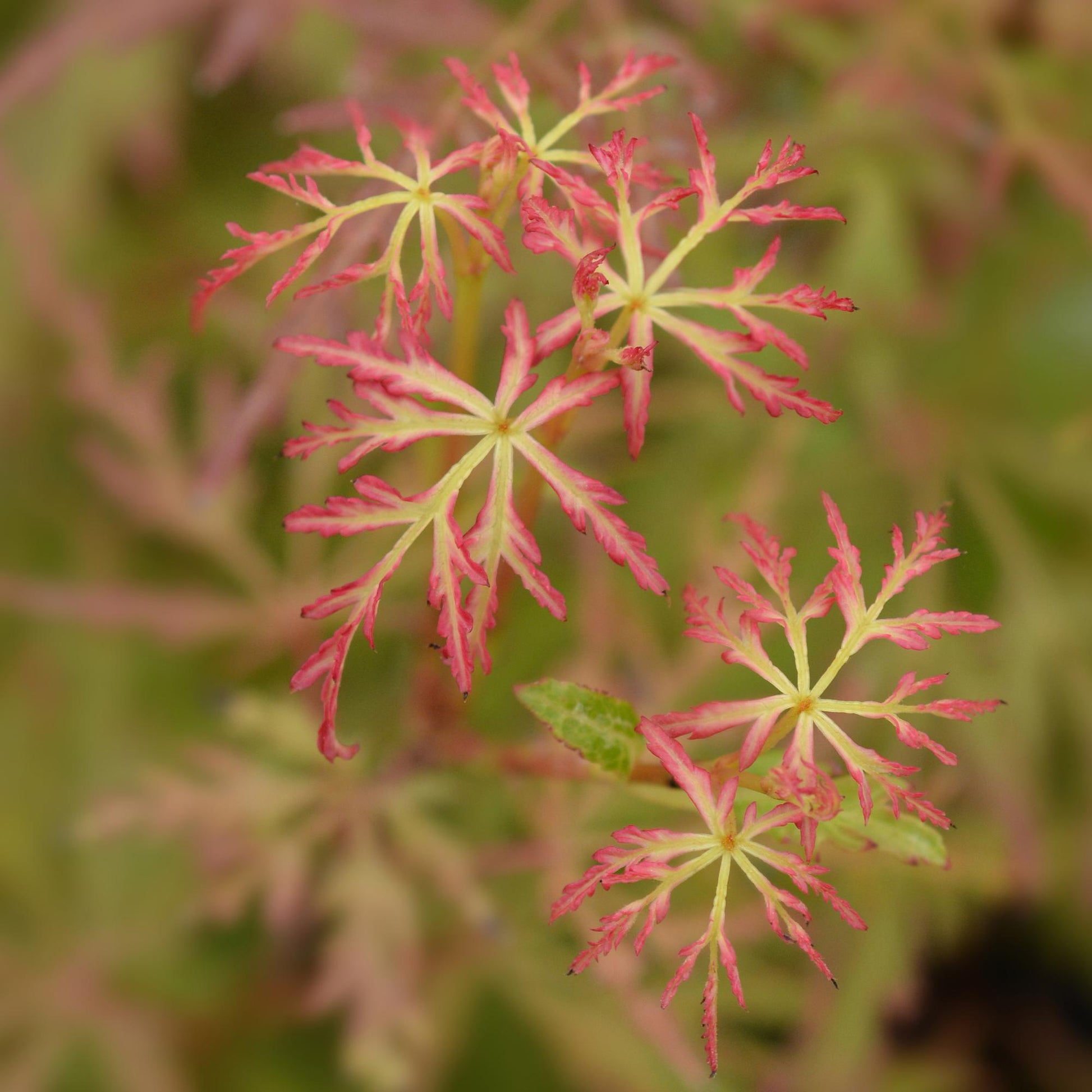 Tuinplant - Acer palmatum Seiryu - 3 Planten - Weinig Onderhoud - Forestbloom
