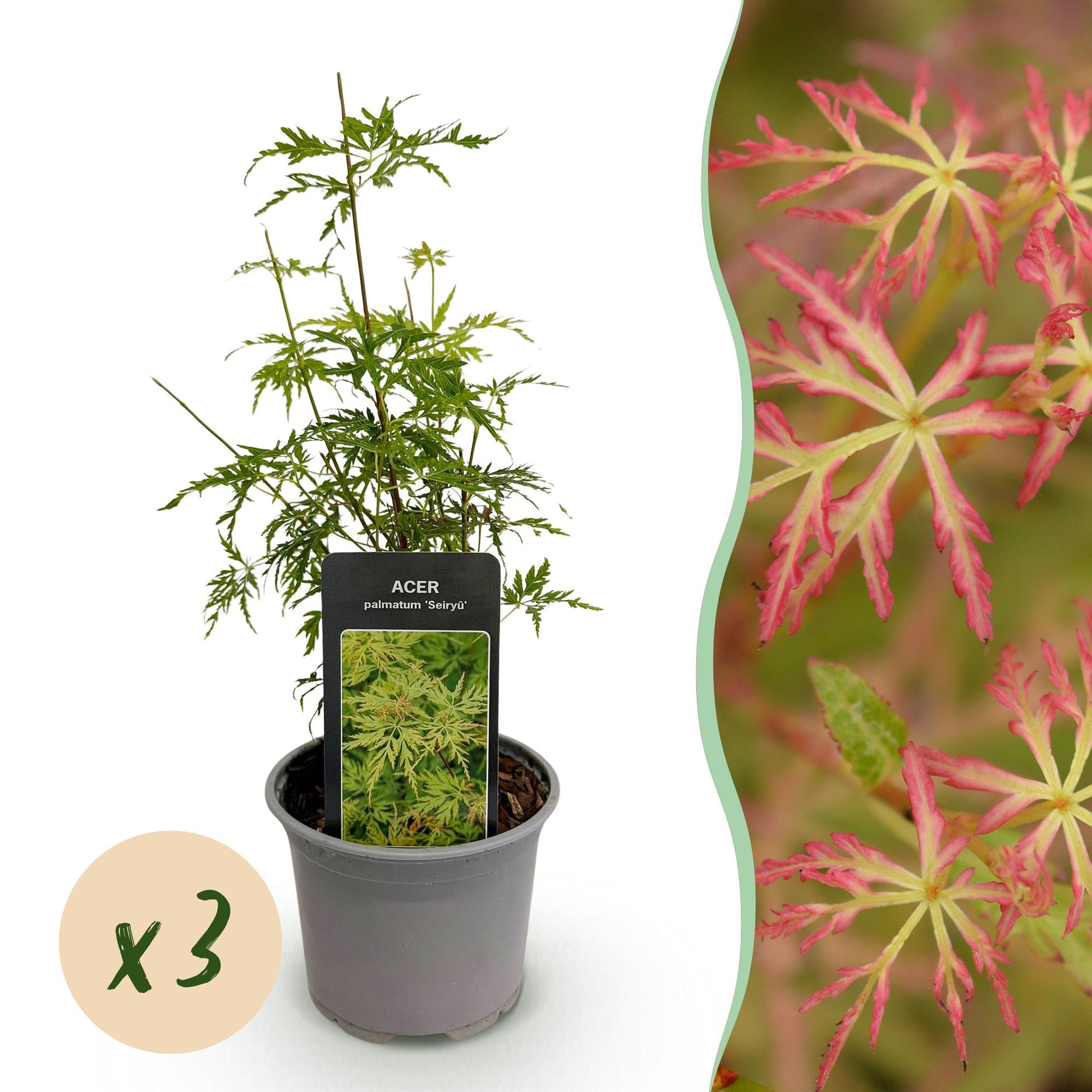 Tuinplant - Acer palmatum Seiryu - 3 Planten - Weinig Onderhoud - Forestbloom