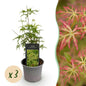 Tuinplant - Acer palmatum Seiryu - 3 Planten - Weinig Onderhoud - Forestbloom
