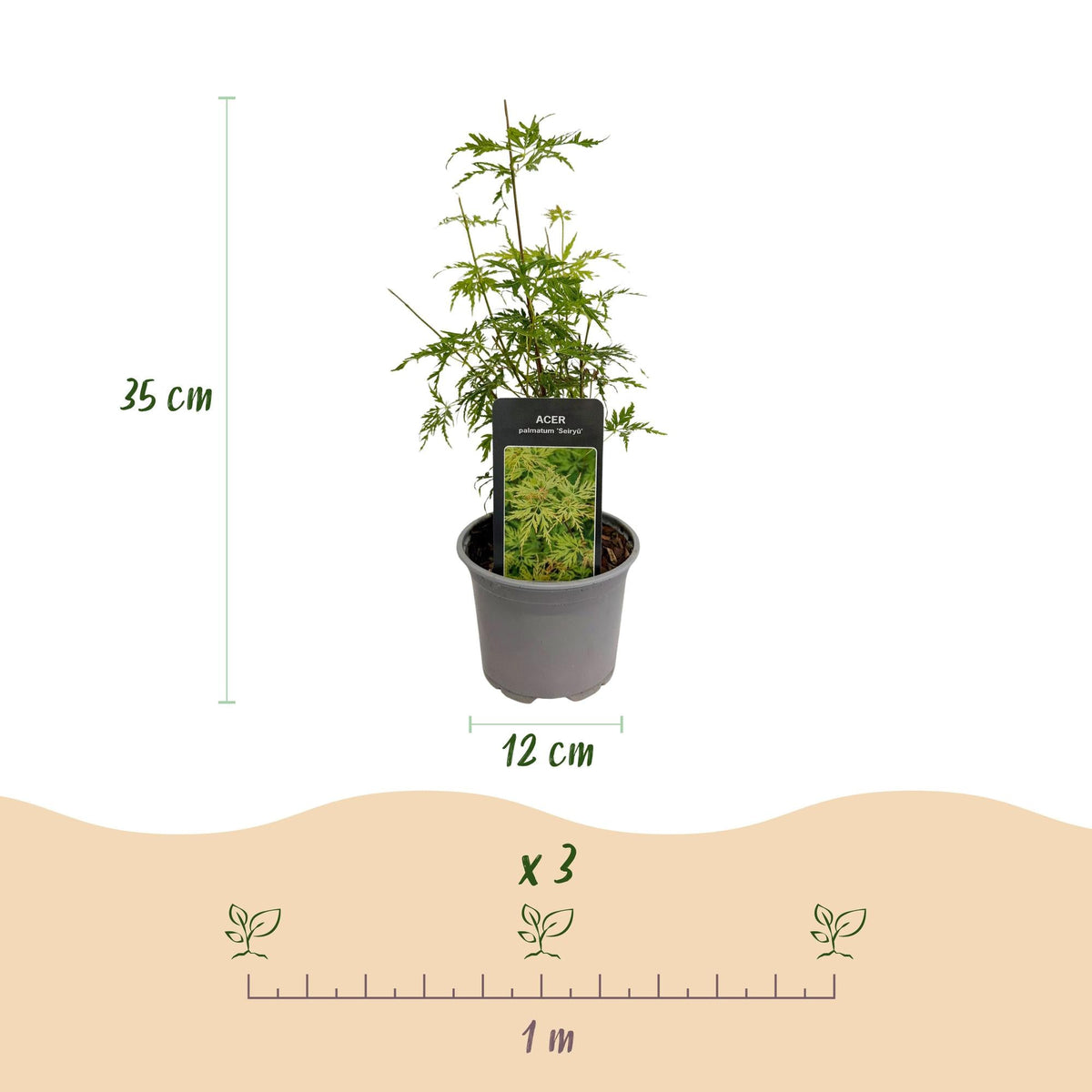 Tuinplant - Acer palmatum Seiryu - 3 Planten - Weinig Onderhoud - Forestbloom