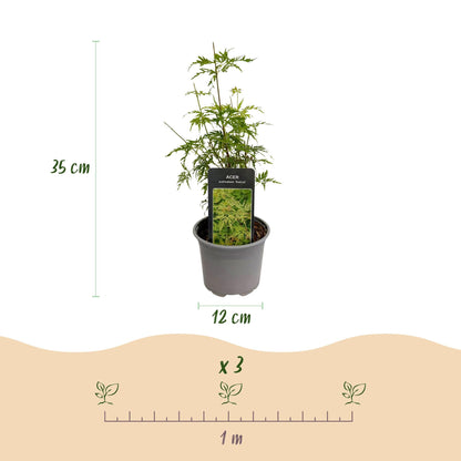 Tuinplant - Acer palmatum Seiryu - 3 Planten - Weinig Onderhoud - Forestbloom
