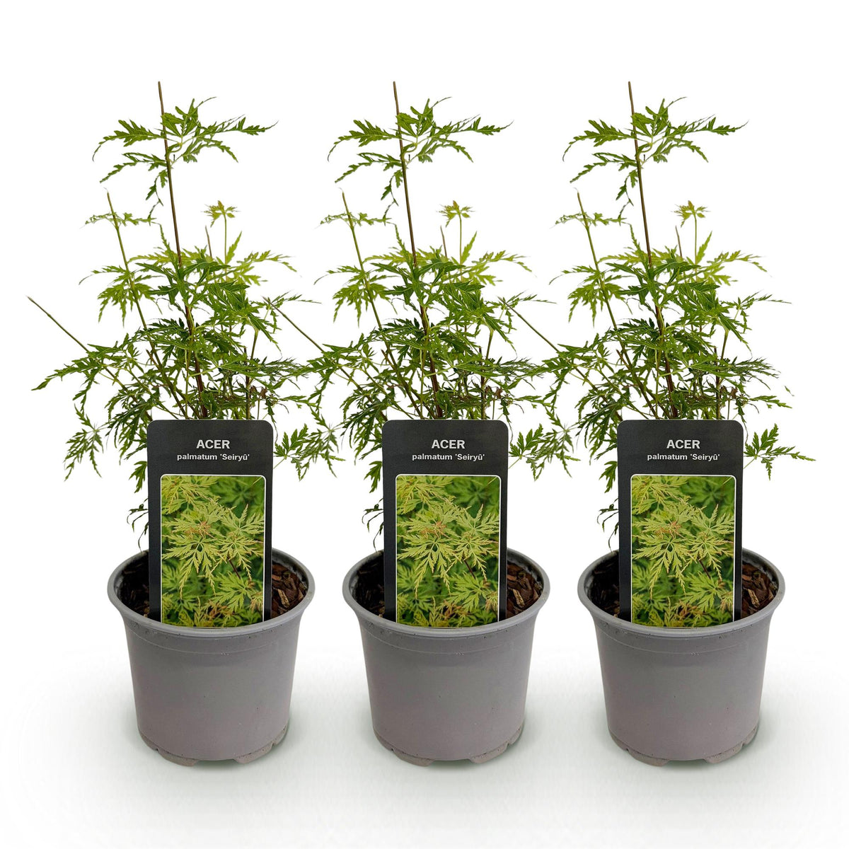 Tuinplant - Acer palmatum Seiryu - 3 Planten - Weinig Onderhoud - Forestbloom
