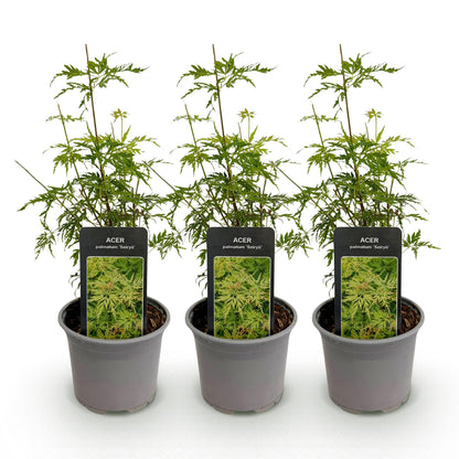 Tuinplant - Acer palmatum Seiryu - 3 Planten - Weinig Onderhoud - Forestbloom
