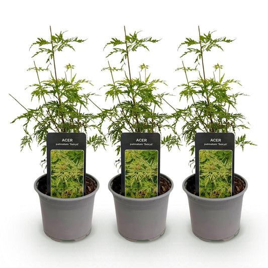 Tuinplant - Acer palmatum Seiryu - 3 Planten - Weinig Onderhoud - Forestbloom