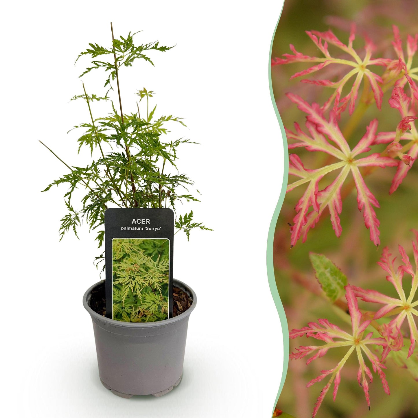 Tuinplant - Acer palmatum Seiryu - Weinig Onderhoud - Forestbloom