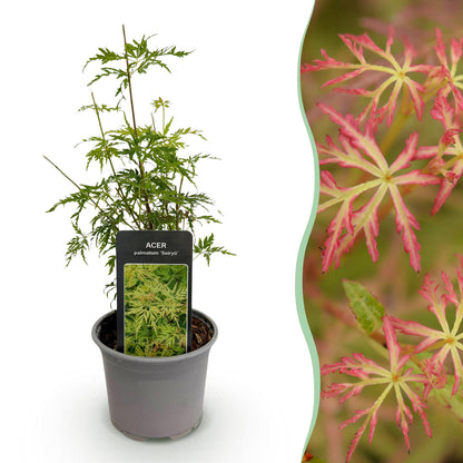 Tuinplant - Acer palmatum Seiryu - Weinig Onderhoud - Forestbloom