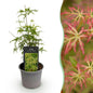 Tuinplant - Acer palmatum Seiryu - Weinig Onderhoud - Forestbloom
