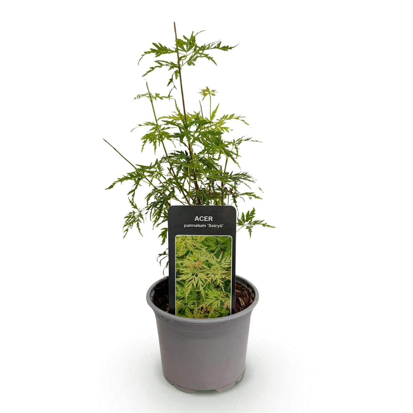 Tuinplant - Acer palmatum Seiryu - Weinig Onderhoud - Forestbloom