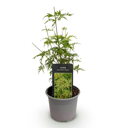 Tuinplant - Acer palmatum Seiryu - Weinig Onderhoud - Forestbloom