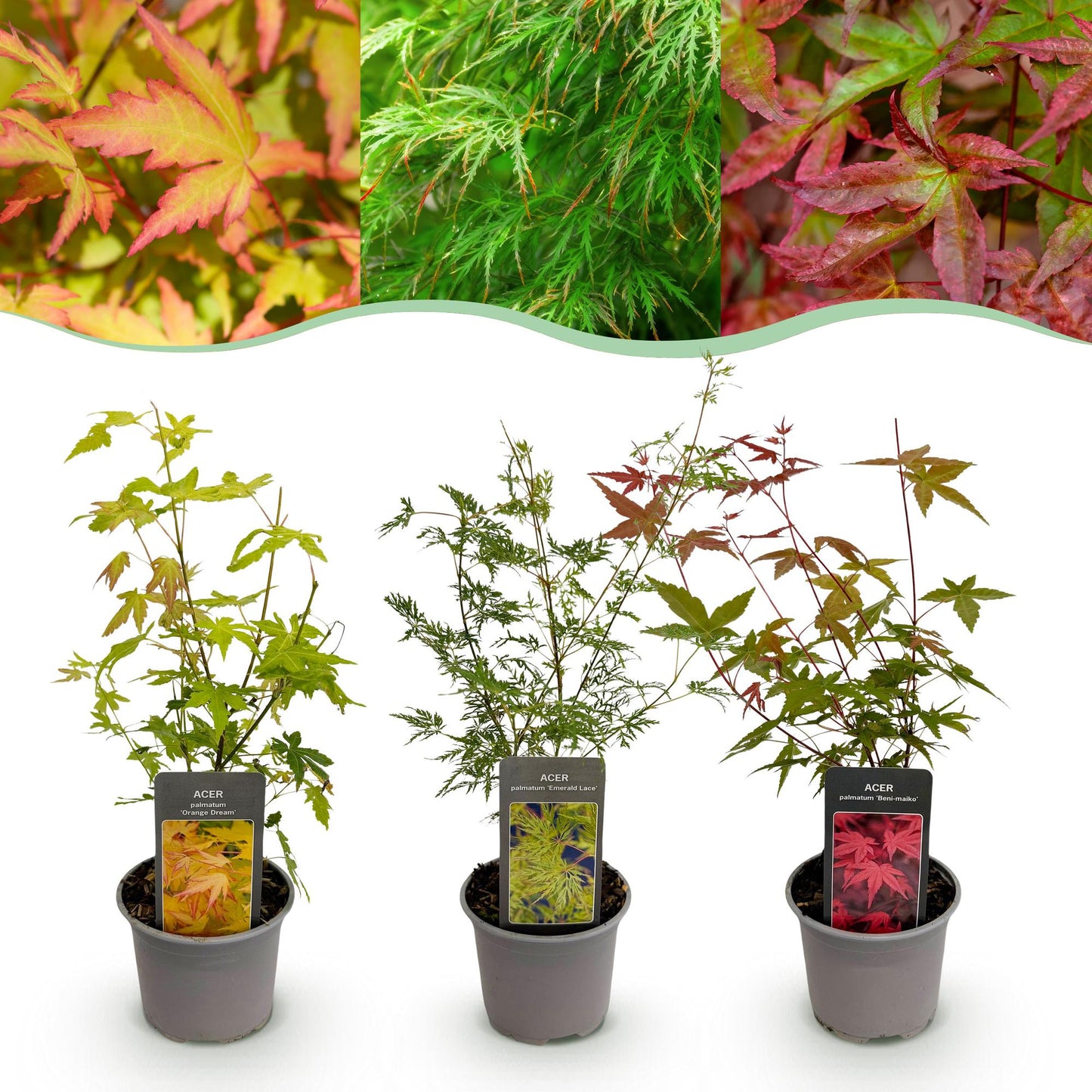 Tuinplant - Acer palmatum Tricolour - 3 Planten - Weinig Onderhoud - Forestbloom