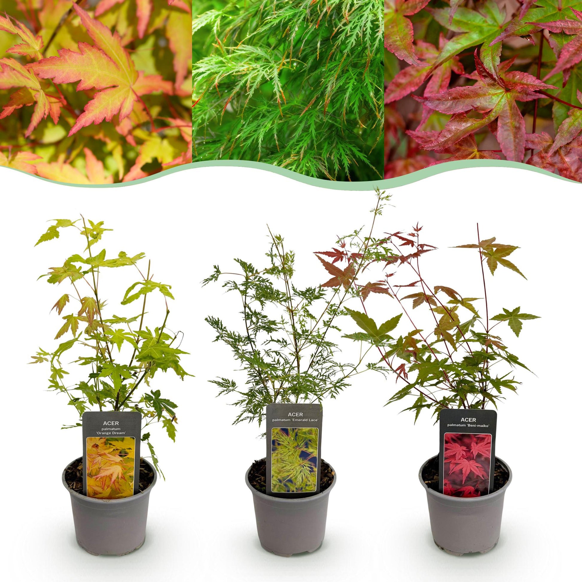 Tuinplant - Acer palmatum Tricolour - 3 Planten - Weinig Onderhoud - Forestbloom
