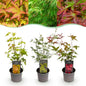 Tuinplant - Acer palmatum Tricolour - 3 Planten - Weinig Onderhoud - Forestbloom