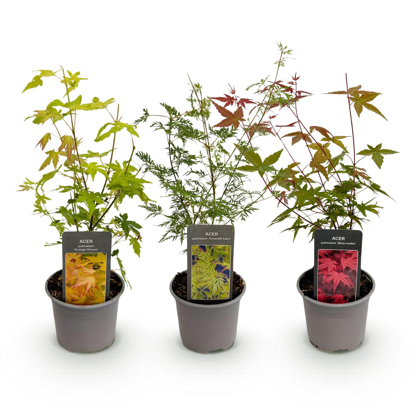 Tuinplant - Acer palmatum Tricolour - 3 Planten - Weinig Onderhoud - Forestbloom