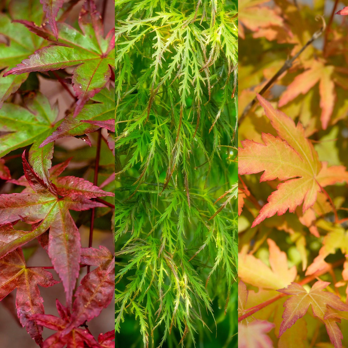 Tuinplant - Acer palmatum Tricolour - 3 Planten - Weinig Onderhoud - Forestbloom