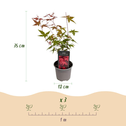 Tuinplant - Acer palmatum Tricolour - 3 Planten - Weinig Onderhoud - Forestbloom