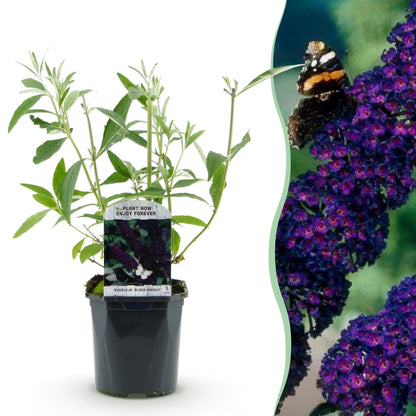 Tuinplant - Buddleja davidii Black Night - Vlinderstruik - Winterhard - Forestbloom