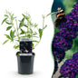 Tuinplant - Buddleja davidii Black Night - Vlinderstruik - Winterhard - Forestbloom