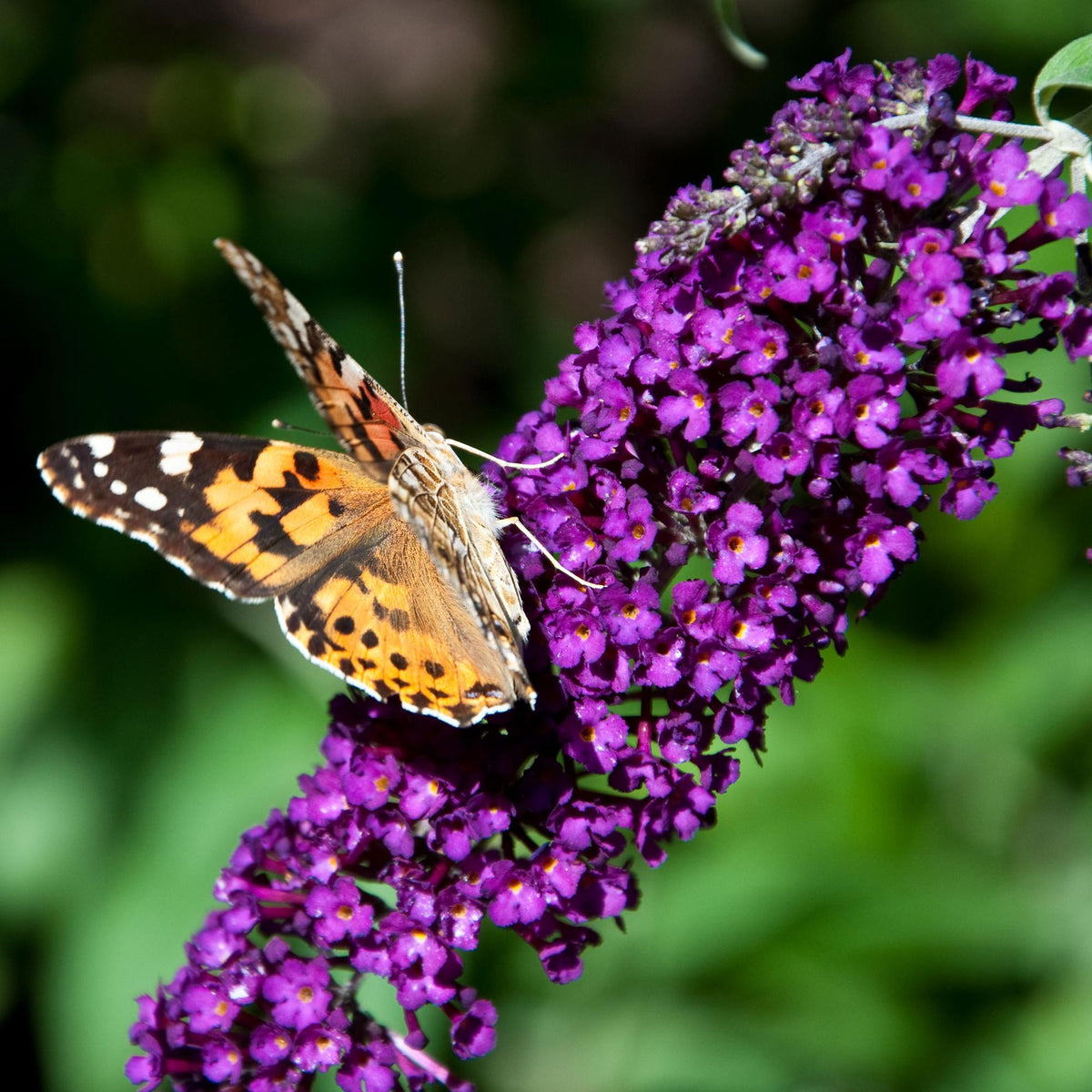 Tuinplant - Buddleja davidii Black Night - Vlinderstruik - Winterhard - Forestbloom