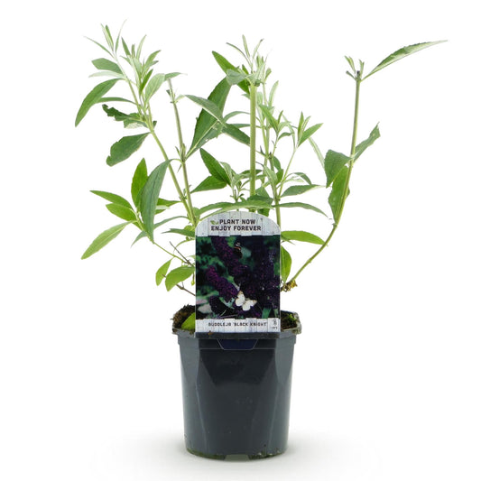 Tuinplant - Buddleja davidii Black Night - Vlinderstruik - Winterhard - Forestbloom
