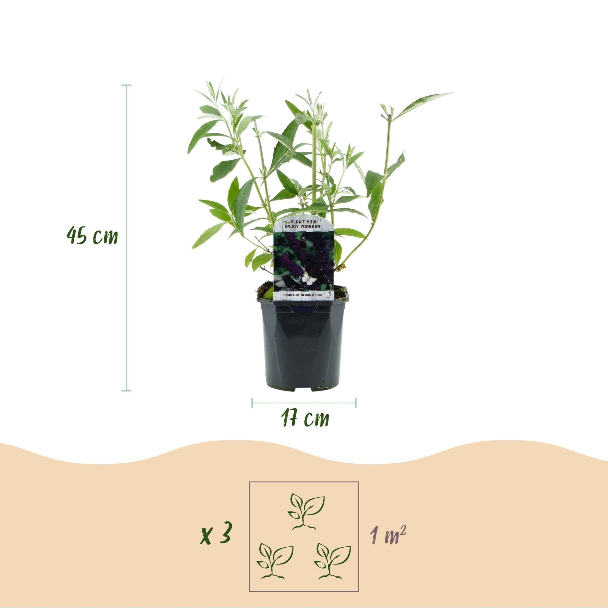 Tuinplant - Buddleja davidii Black Night - Vlinderstruik - Winterhard - Forestbloom