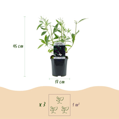 Tuinplant - Buddleja davidii Black Night - Vlinderstruik - Winterhard - Forestbloom
