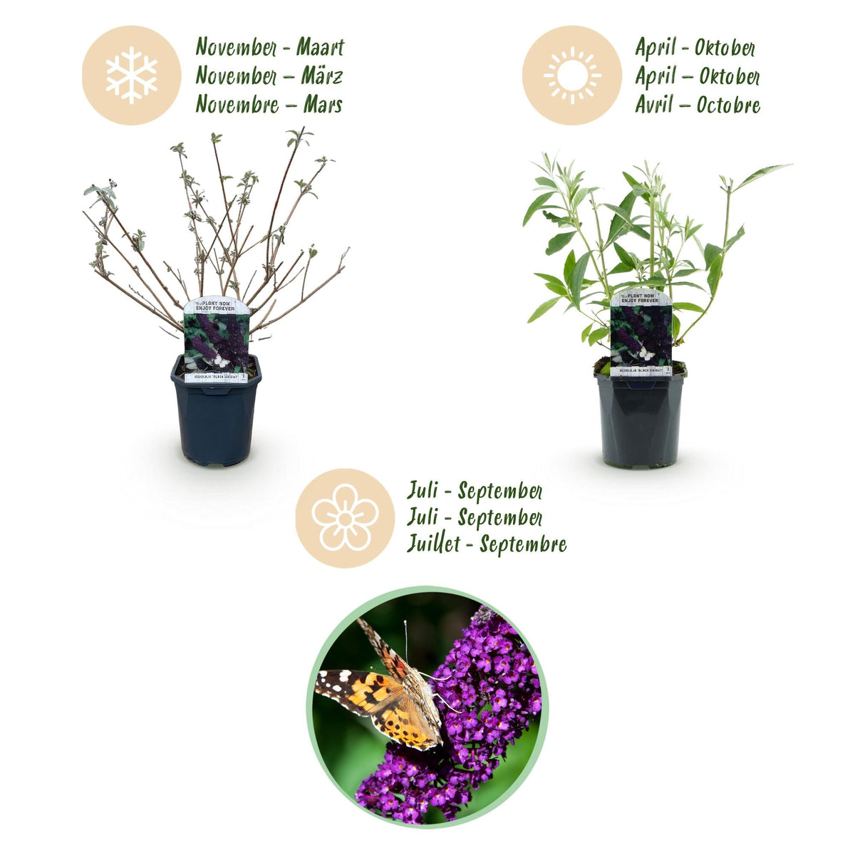 Tuinplant - Buddleja davidii Black Night - Vlinderstruik - Winterhard - Forestbloom
