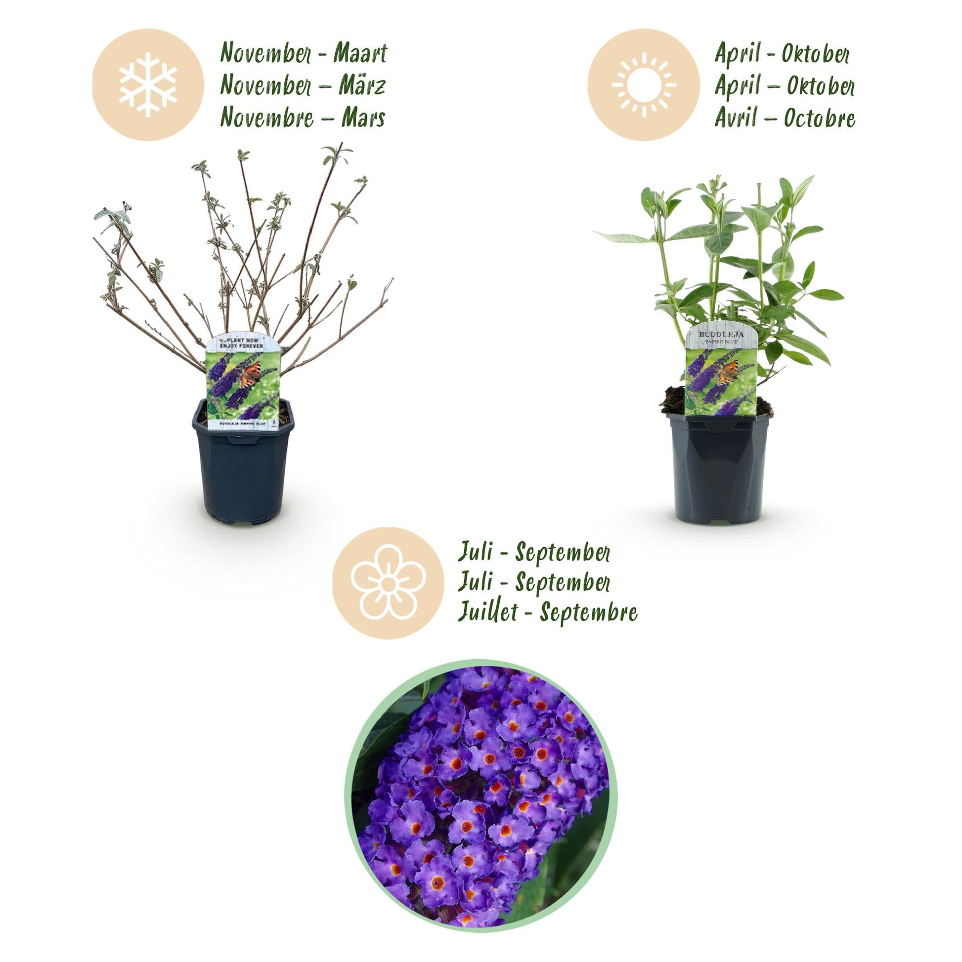 Tuinplant - Buddleja davidii Empire Blue - Vlinderstruik - Winterhard - Forestbloom