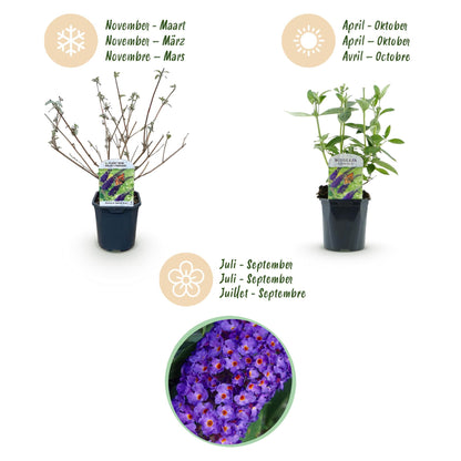 Tuinplant - Buddleja davidii Empire Blue - Vlinderstruik - Winterhard - Forestbloom