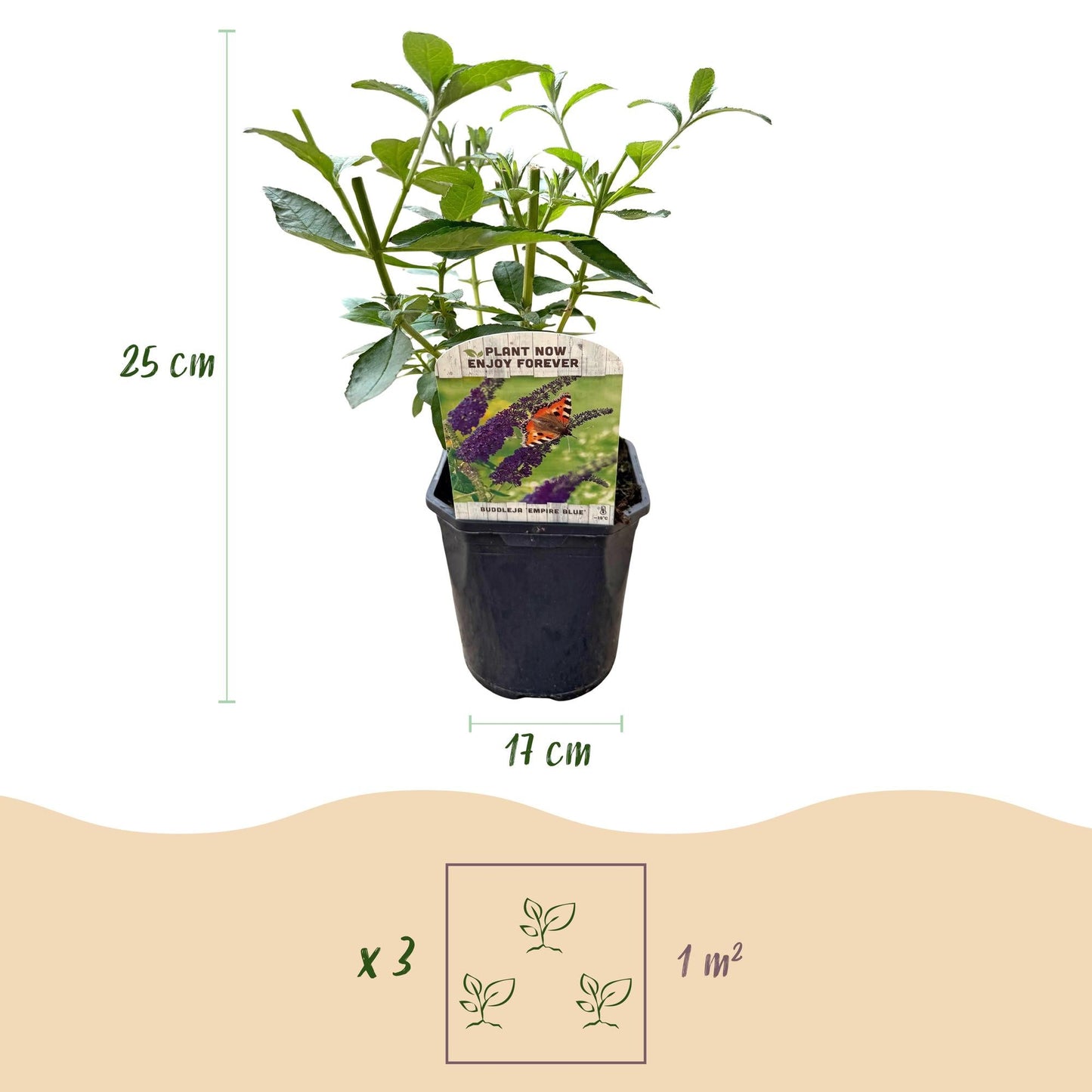 Tuinplant - Buddleja davidii Empire Blue - Vlinderstruik - Winterhard - Forestbloom