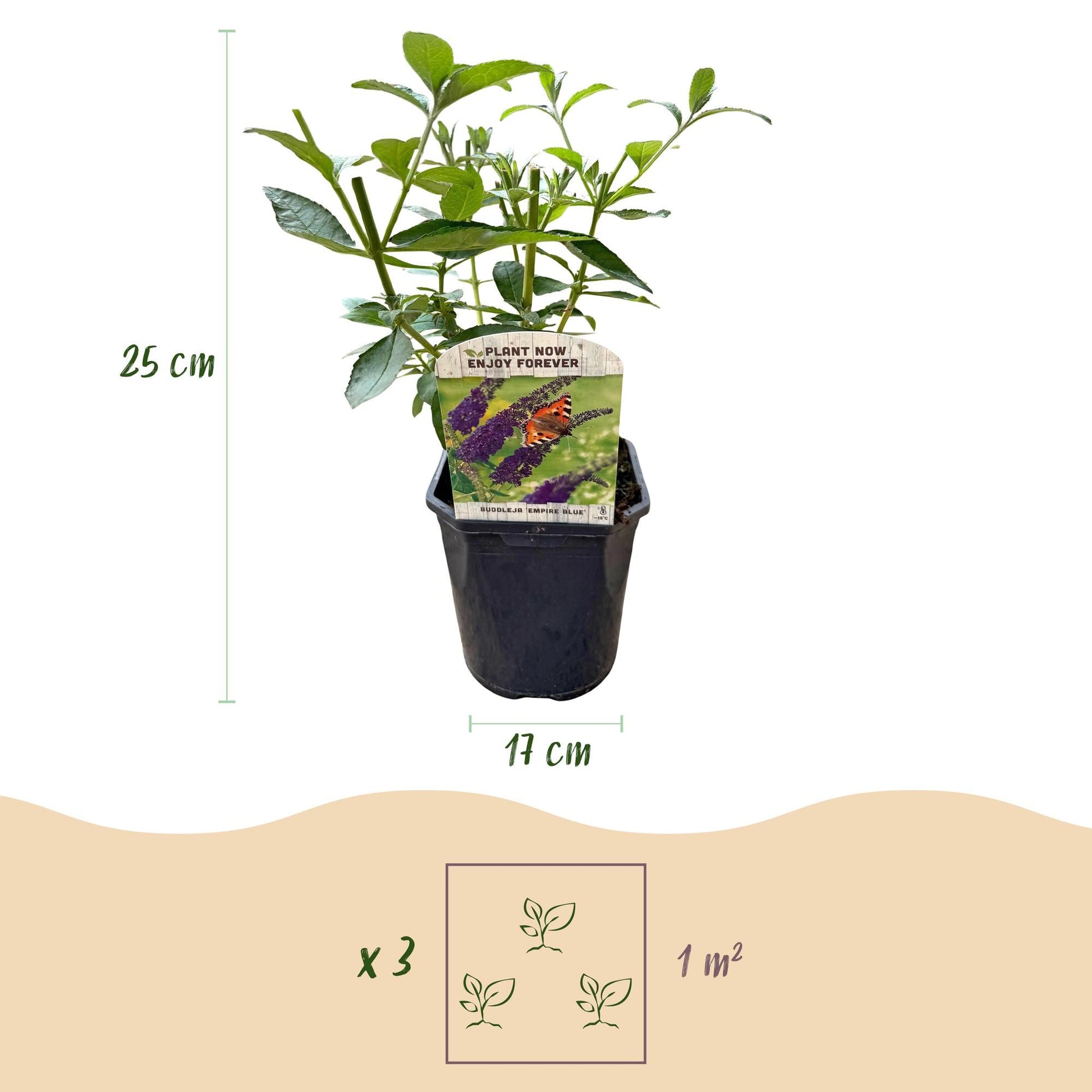Tuinplant - Buddleja davidii Empire Blue - Vlinderstruik - Winterhard - Forestbloom