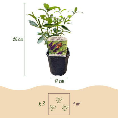 Tuinplant - Buddleja davidii Empire Blue - Vlinderstruik - Winterhard - Forestbloom