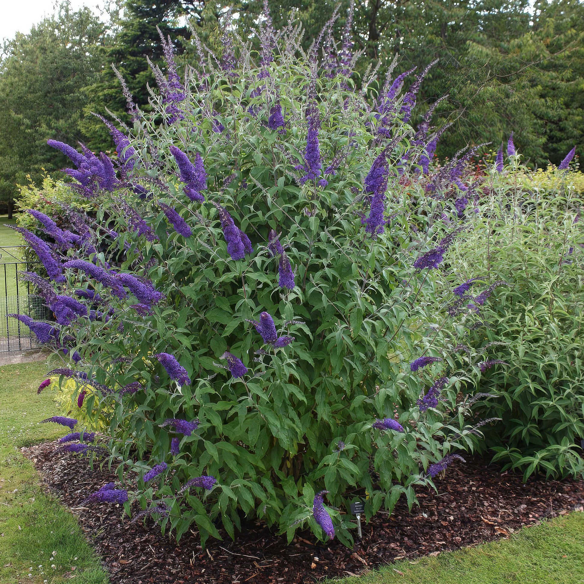Tuinplant - Buddleja davidii Empire Blue - Vlinderstruik - Winterhard - Forestbloom