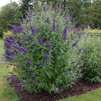 Tuinplant - Buddleja davidii Empire Blue - Vlinderstruik - Winterhard - Forestbloom