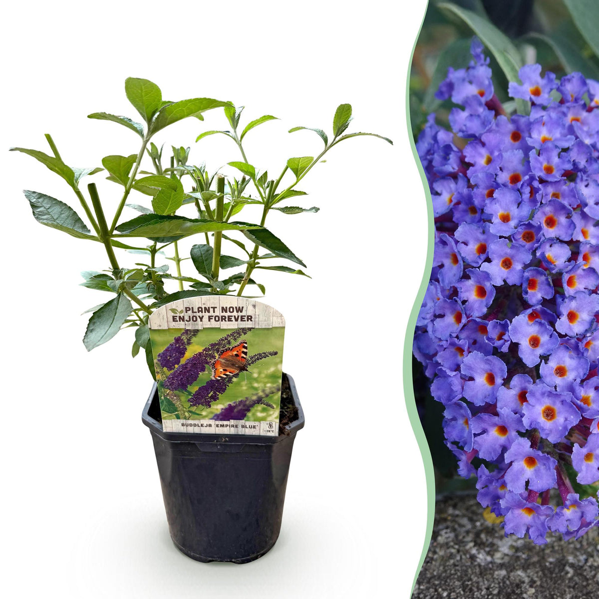 Tuinplant - Buddleja davidii Empire Blue - Vlinderstruik - Winterhard - Forestbloom