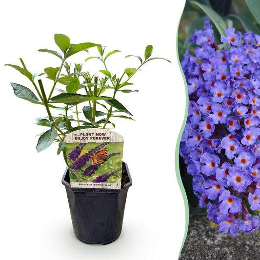 Tuinplant - Buddleja davidii Empire Blue - Vlinderstruik - Winterhard - Forestbloom