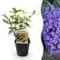 Tuinplant - Buddleja davidii Empire Blue - Vlinderstruik - Winterhard - Forestbloom
