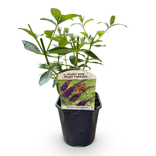 Tuinplant - Buddleja davidii Empire Blue - Vlinderstruik - Winterhard - Forestbloom