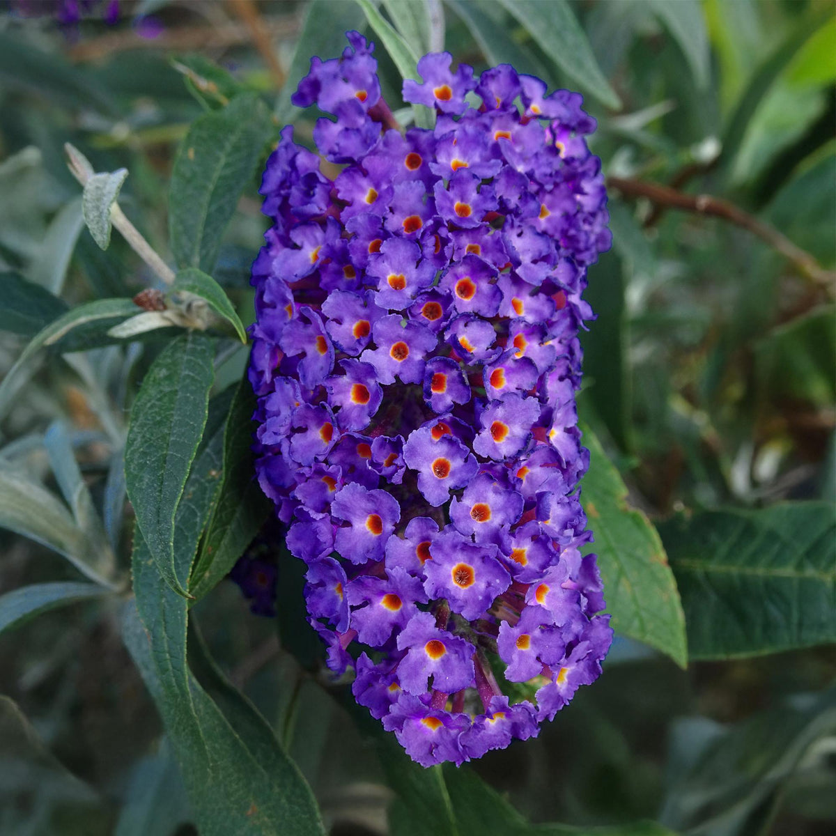 Tuinplant - Buddleja davidii Empire Blue - Vlinderstruik - Winterhard - Forestbloom