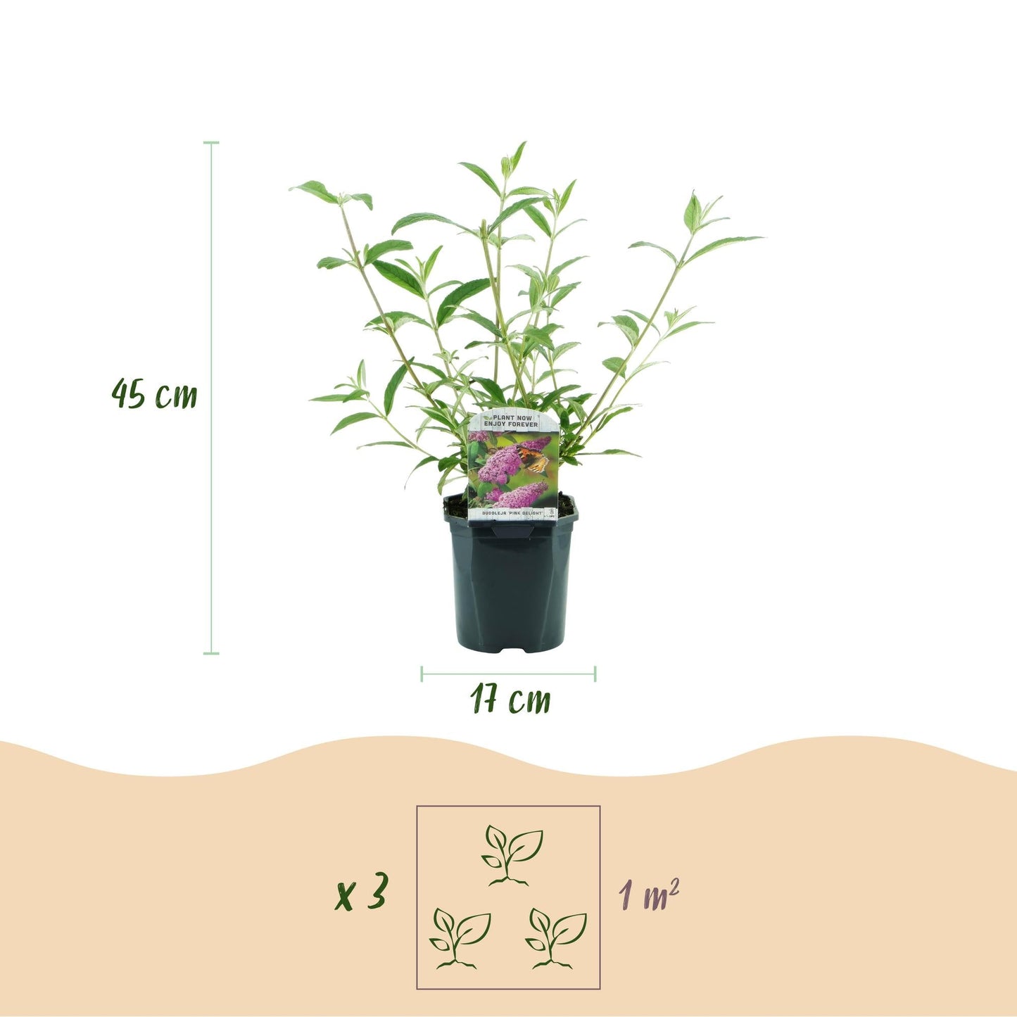 Tuinplant - Buddleja davidii Pink Delight - Vlinderstruik - Winterhard - Forestbloom