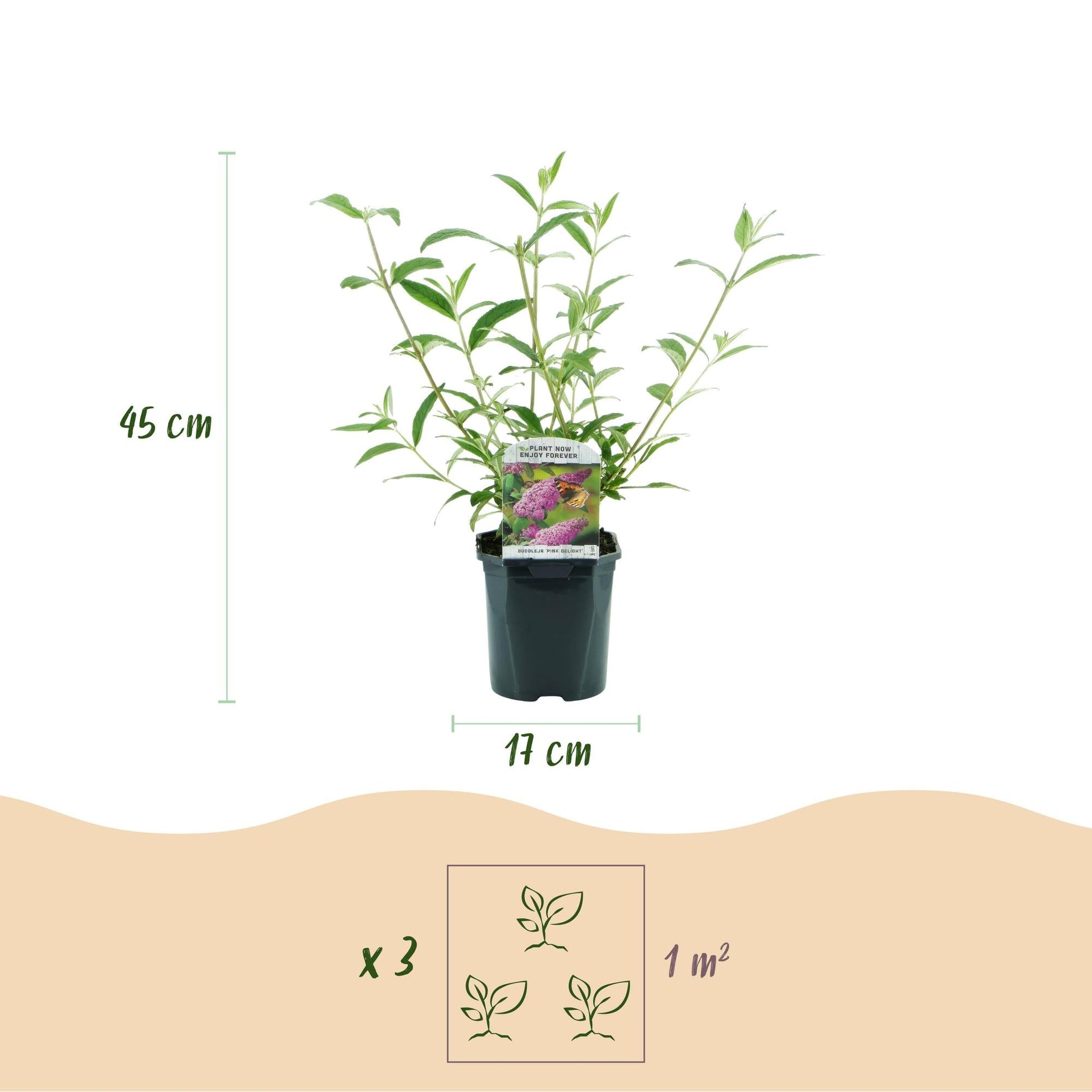 Tuinplant - Buddleja davidii Pink Delight - Vlinderstruik - Winterhard - Forestbloom